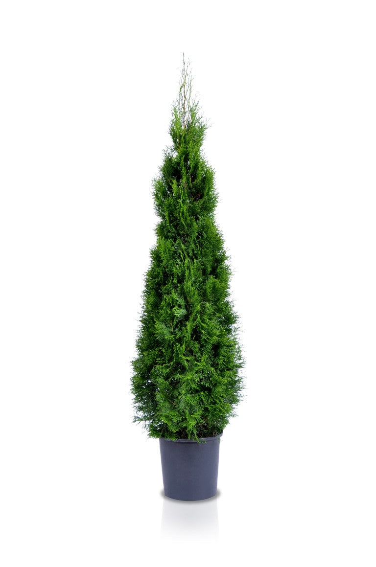 Thuja occidentalis &