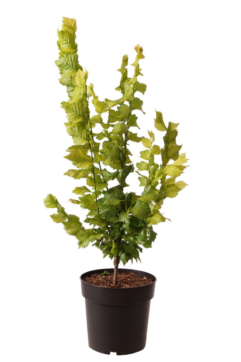 Ulmus holl. &