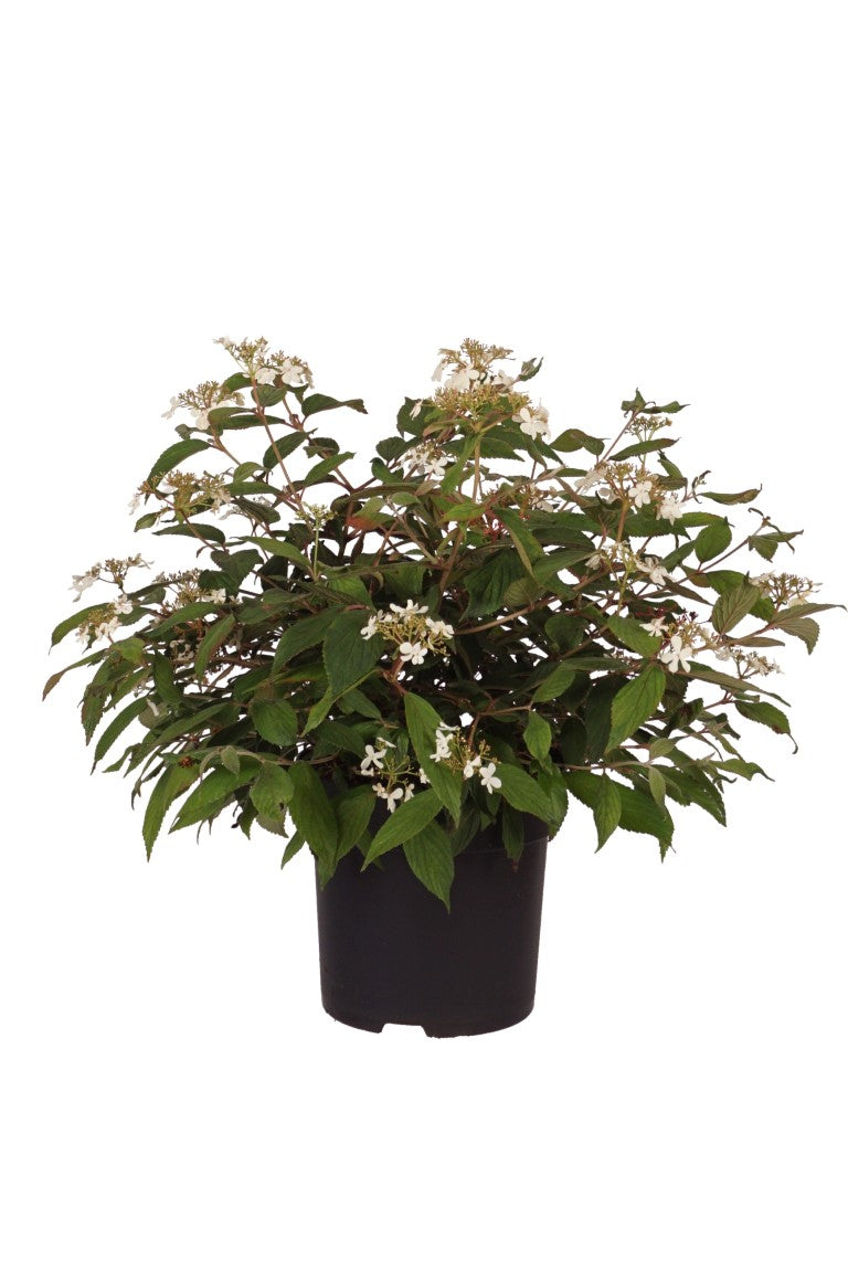 Viburnum plicatum &