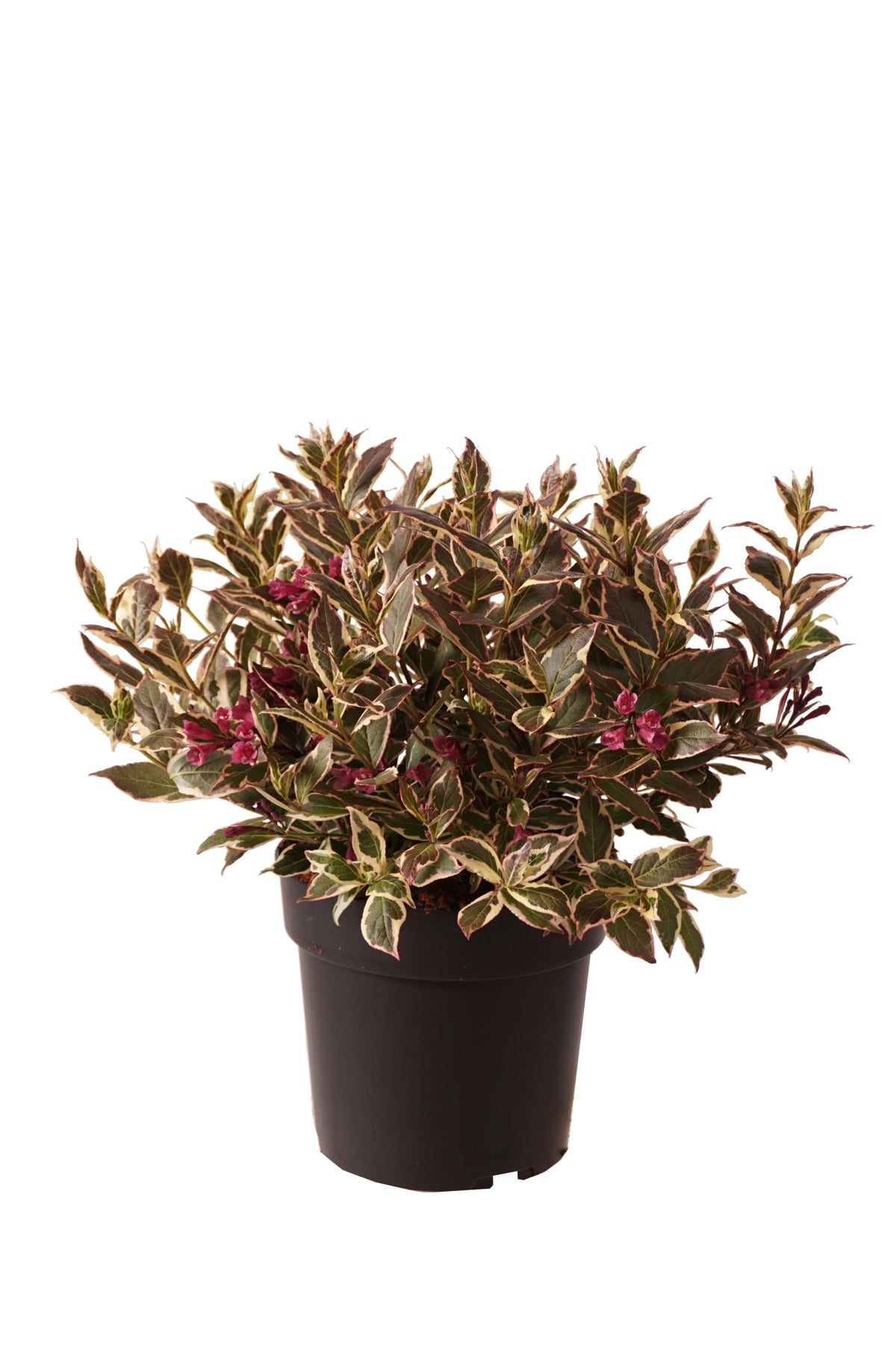 Weigela &