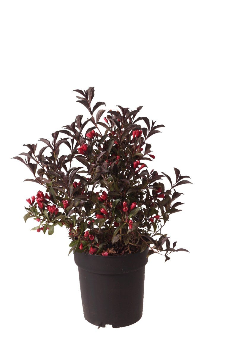 Weigela &