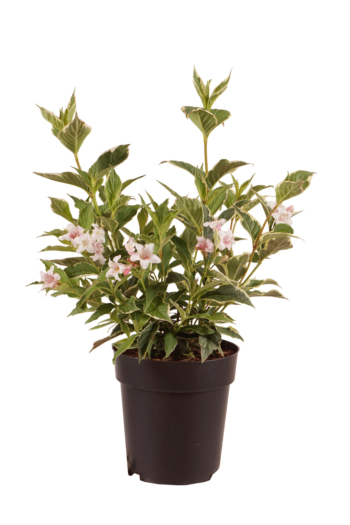 Weigela &