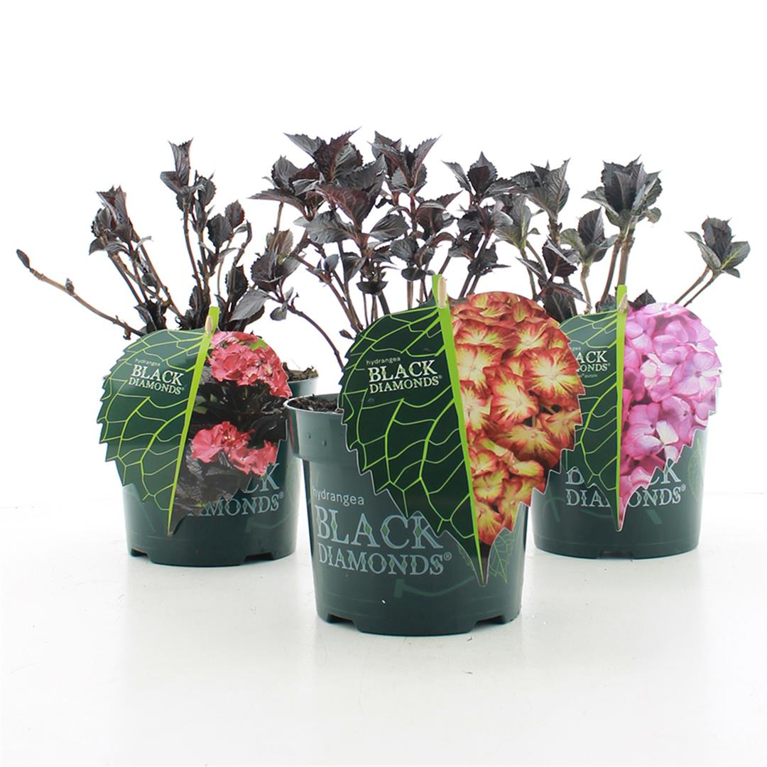 Hydrangea m. &