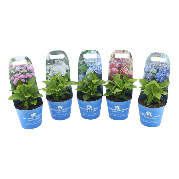 Hydrangea Endless Summer® i sorter, C2 (2 liters kruka) / 17 cm kruka med krukfodral