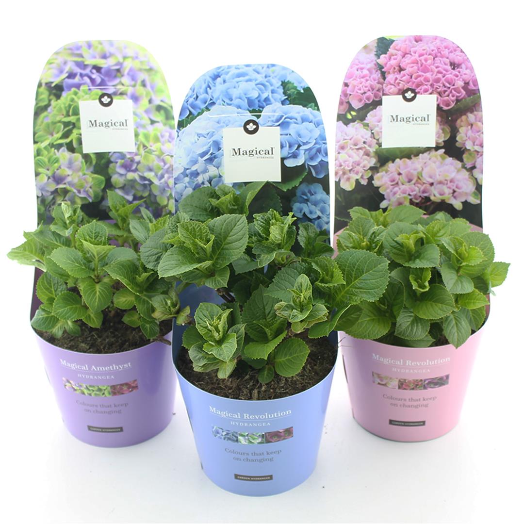 Hydrangea mix Magical Four Seasons C2 (2 liters kruka / 17 cm kruka) med ytterkruka