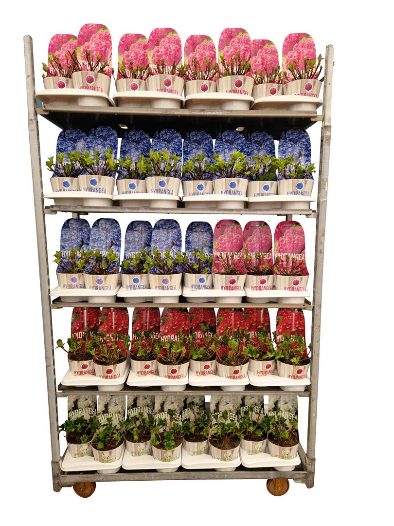 Hydrangea macrophylla i sorter C2 (2 liters kruka) / 17 cm kruka med potcover