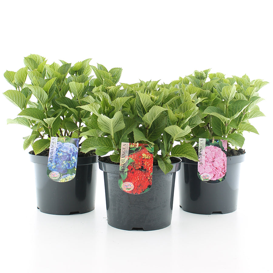 Hydrangea macrophylla i sorter C5 (5 liters kruka) 30-40 cm