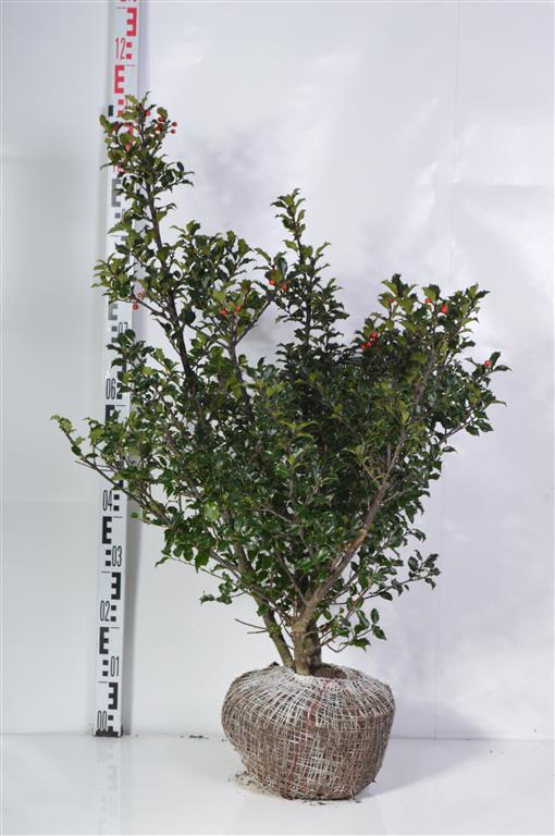 Ilex meserveae &