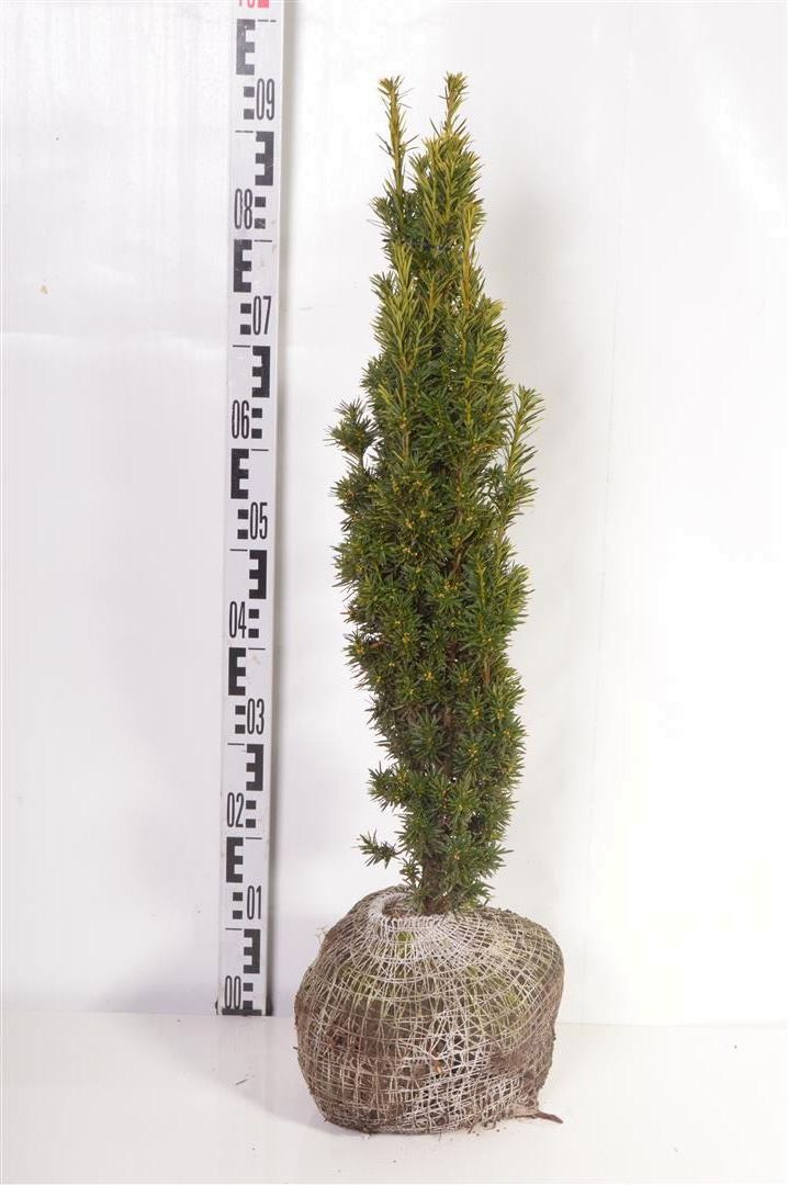 Taxus baccata &
