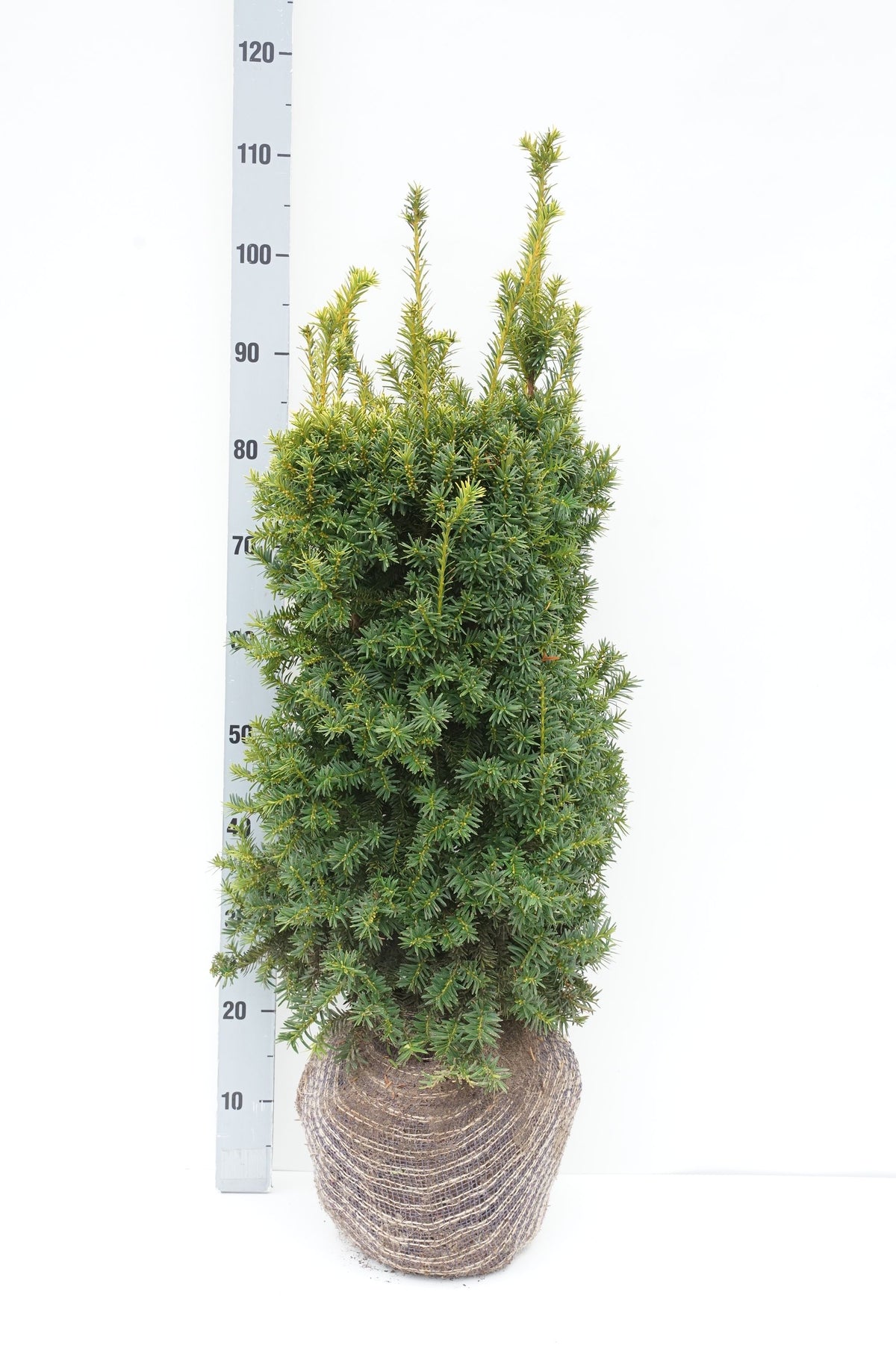 Taxus baccata &