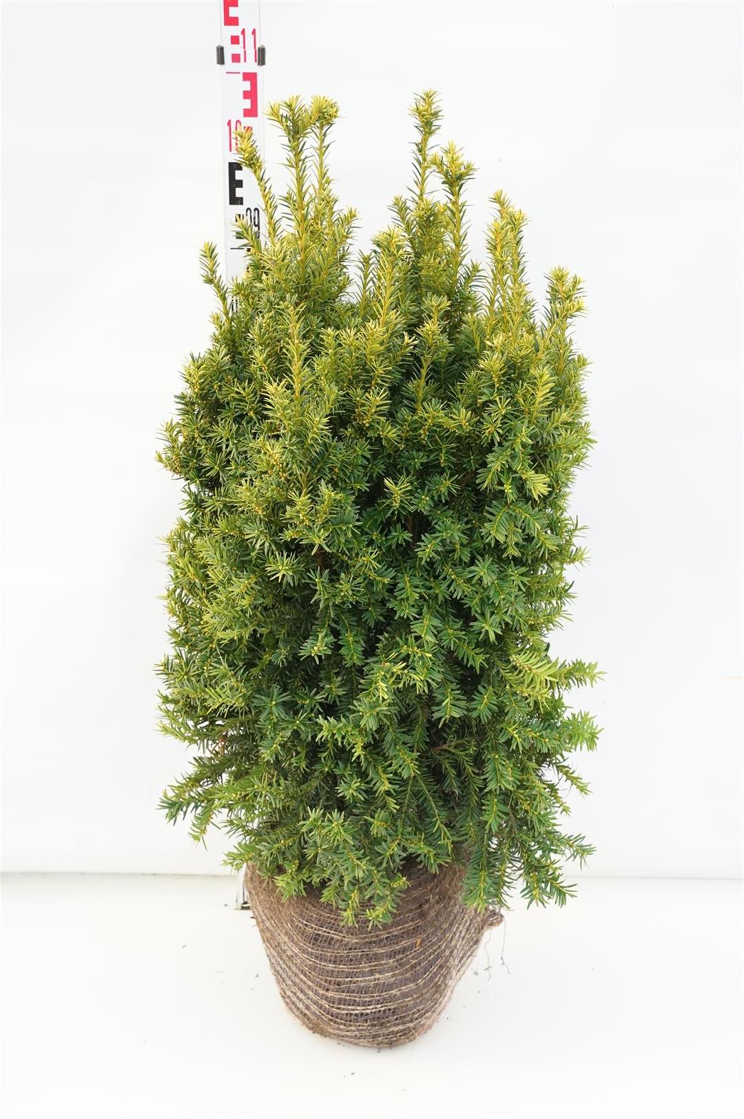Taxus baccata &
