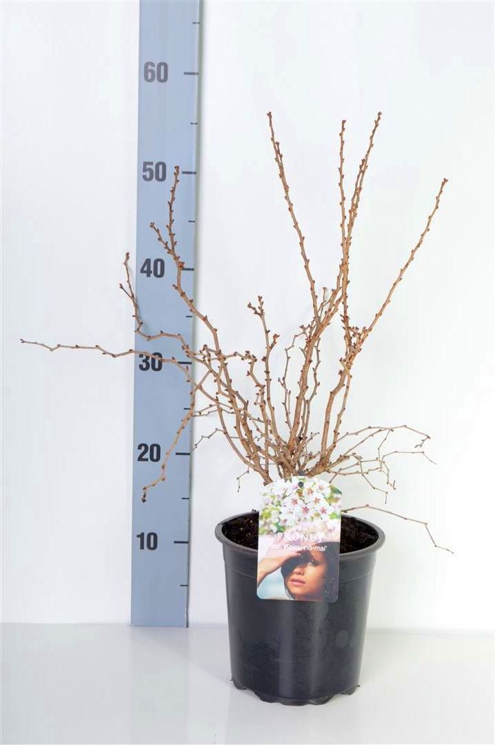 Prunus incisa &
