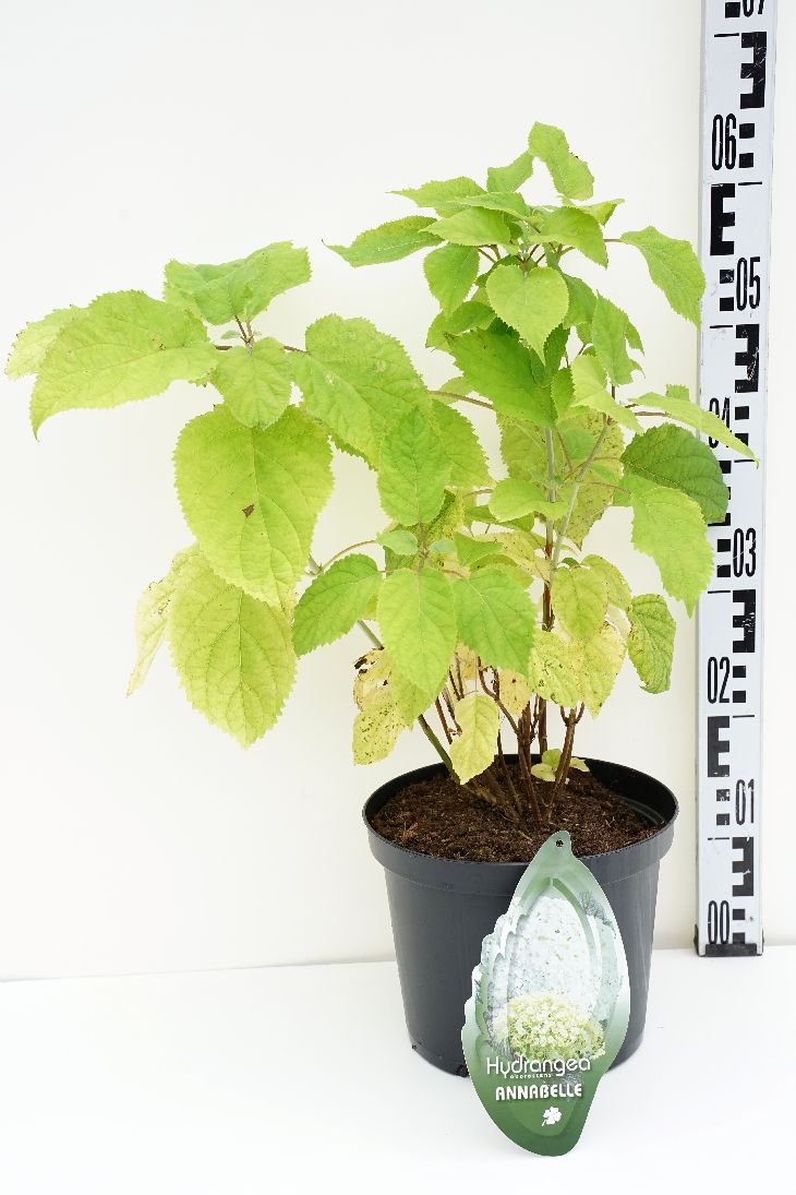 Hydrangea arborescens &