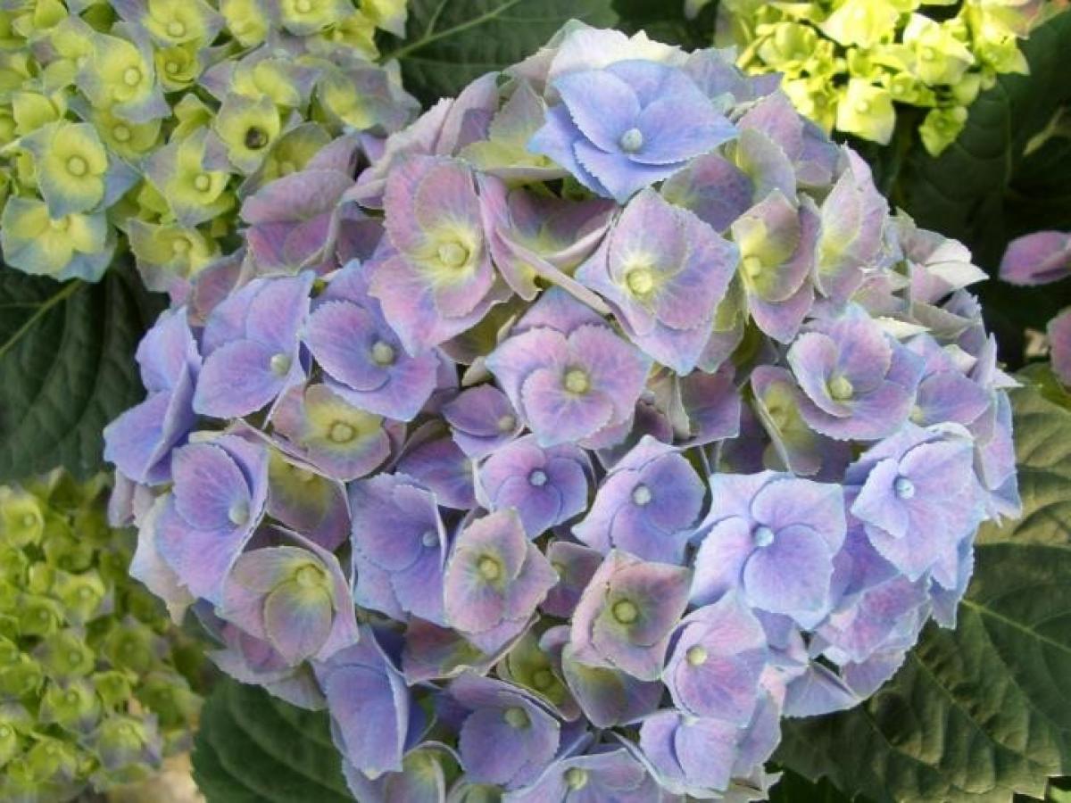 Hydrangea macrophylla &