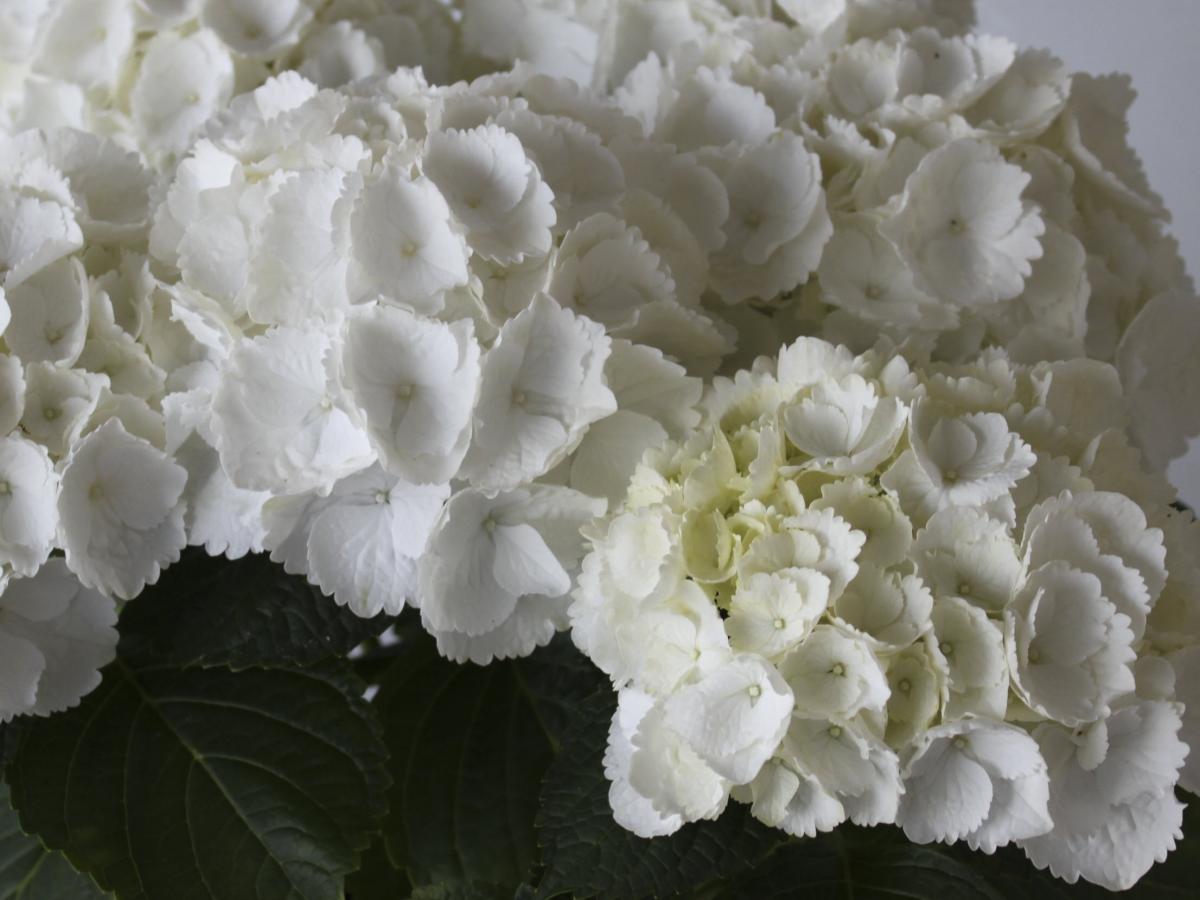 Hydrangea macrophylla &
