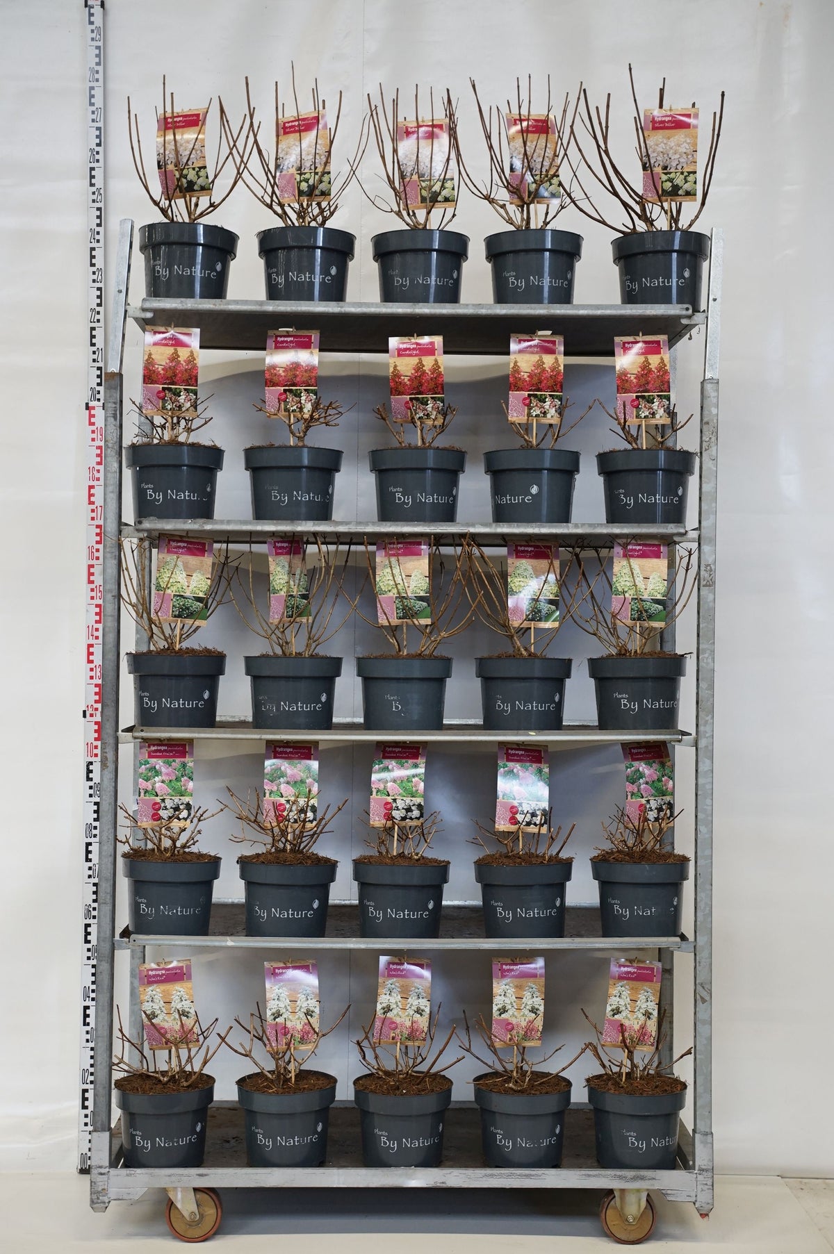 Hydrangea paniculata i sorter C5 (5 liters kruka) 30+ cm