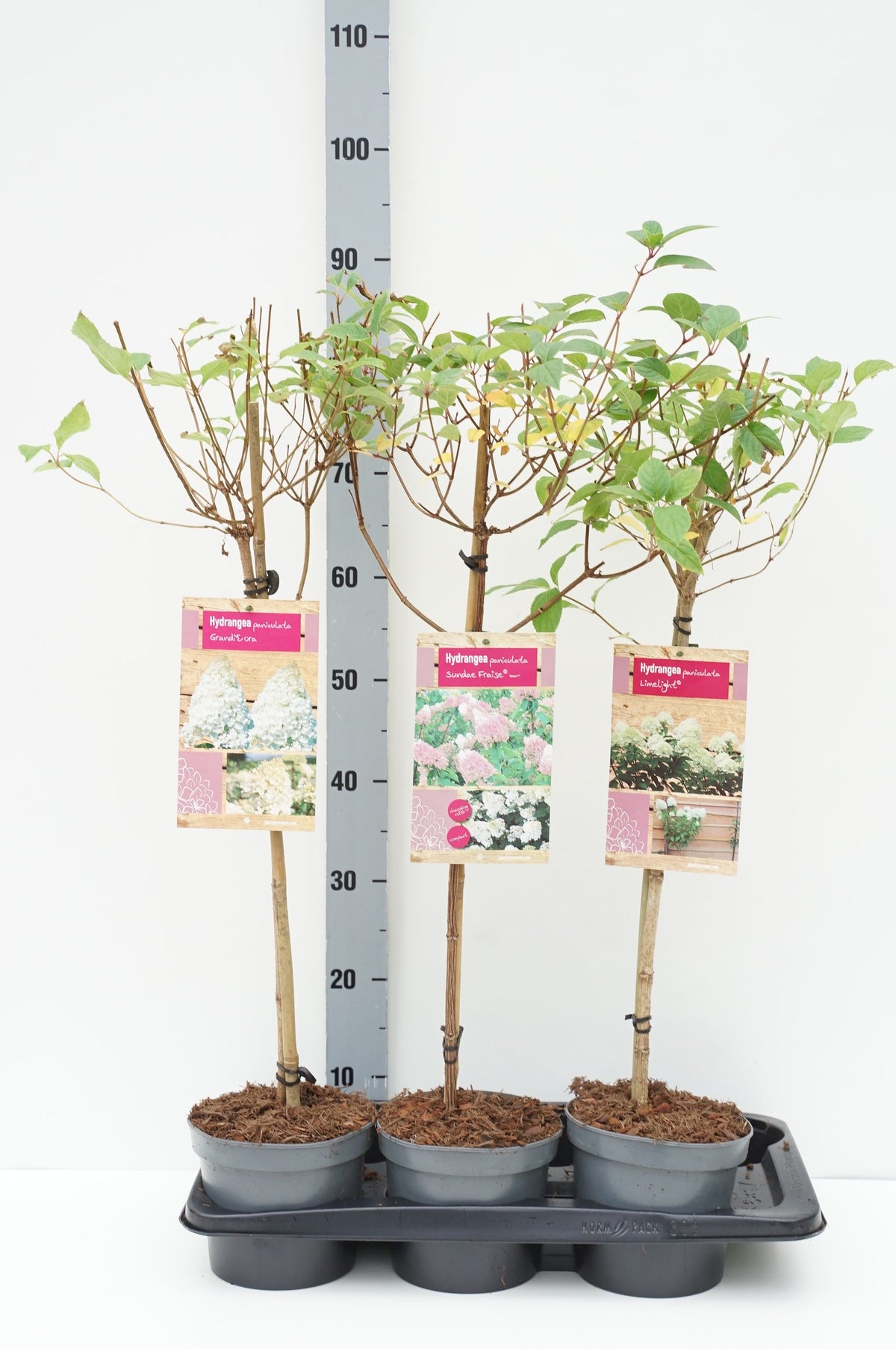 Hydrangea paniculata i sorter stam 50 cm C2 (2 liters kruka)