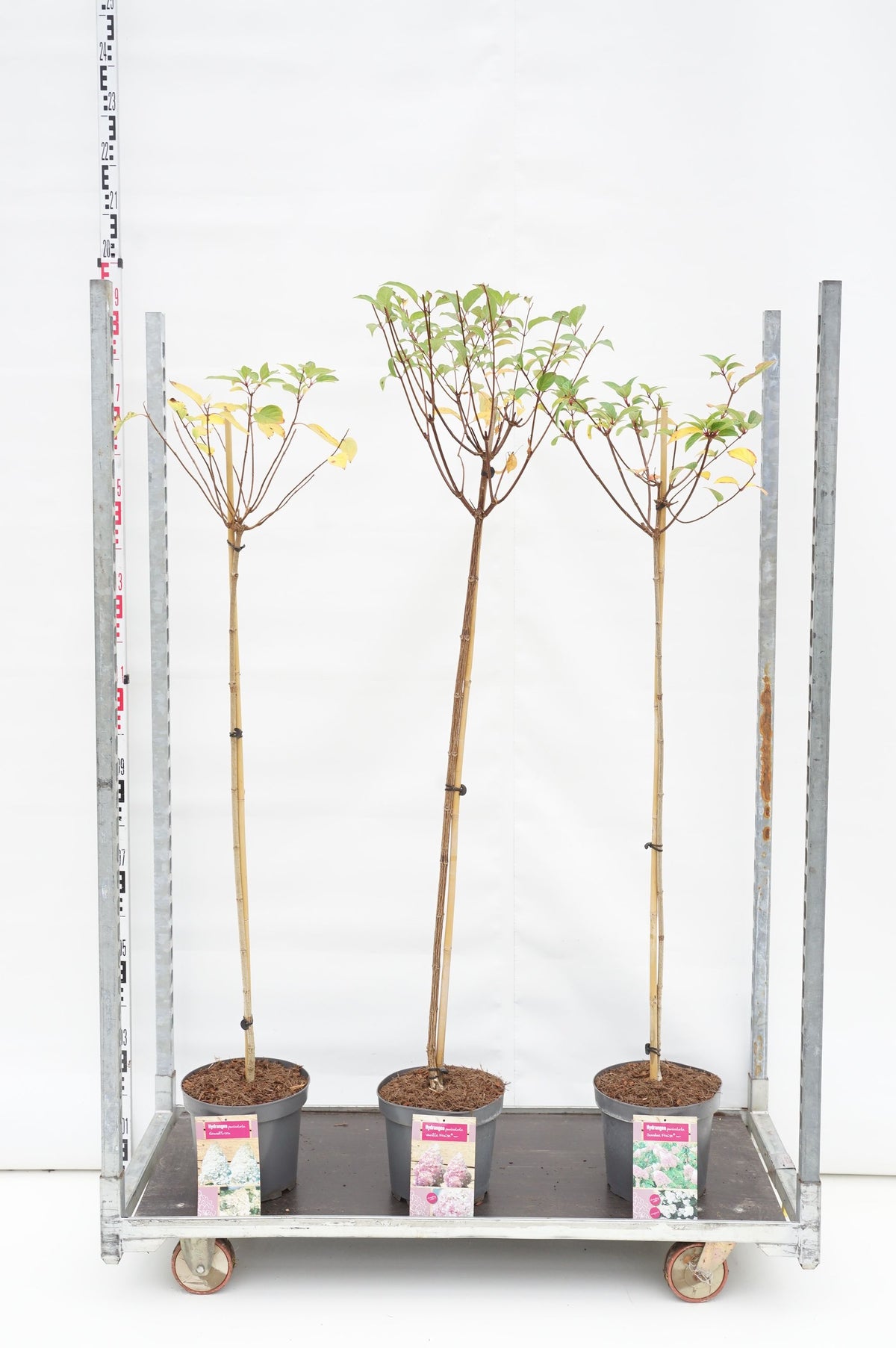 Hydrangea paniculata i sorter, stam 100 cm, C7,5 (7,5 liters kruka)