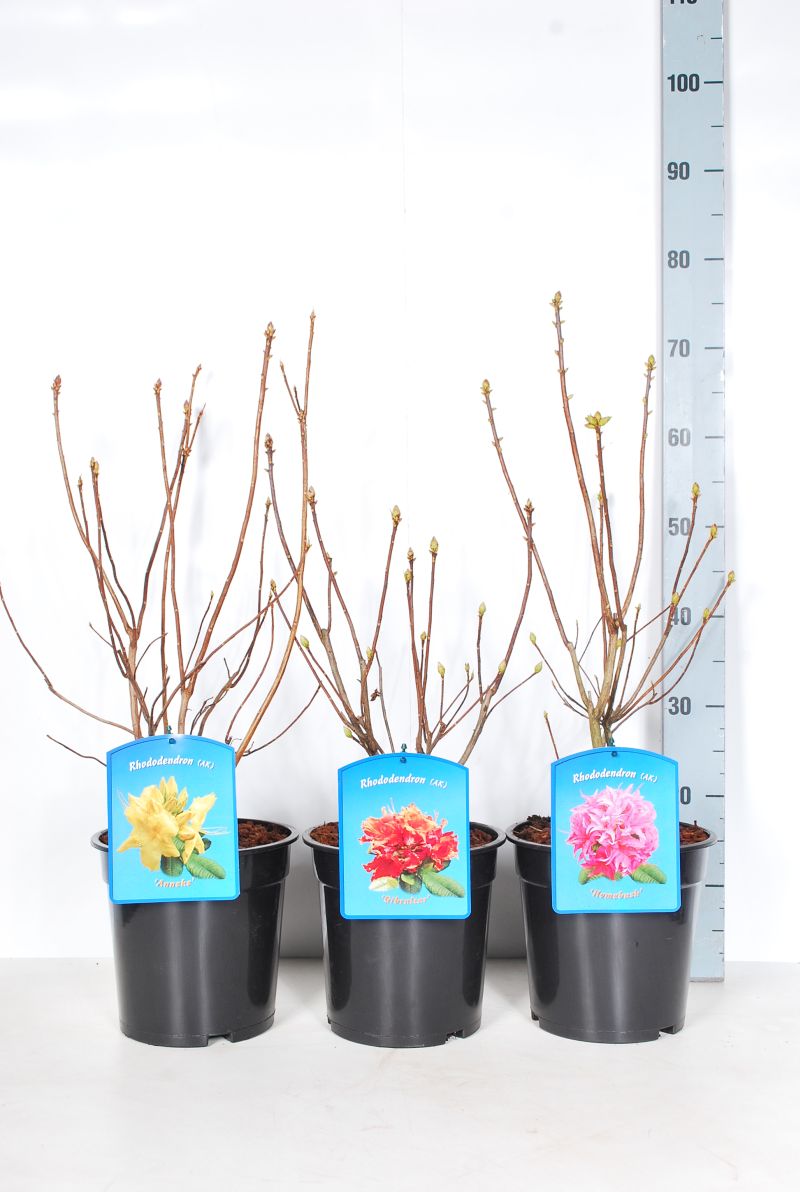 Rhododendron i olika sorter C5 / 23 cm kruka 40-50 cm