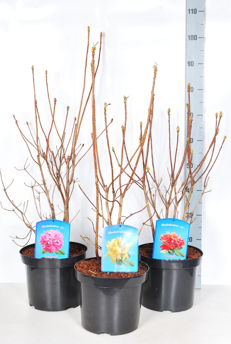 Rhododendron i blandade sorter C7,5 (7,5 liters kruka) 80-100 cm
