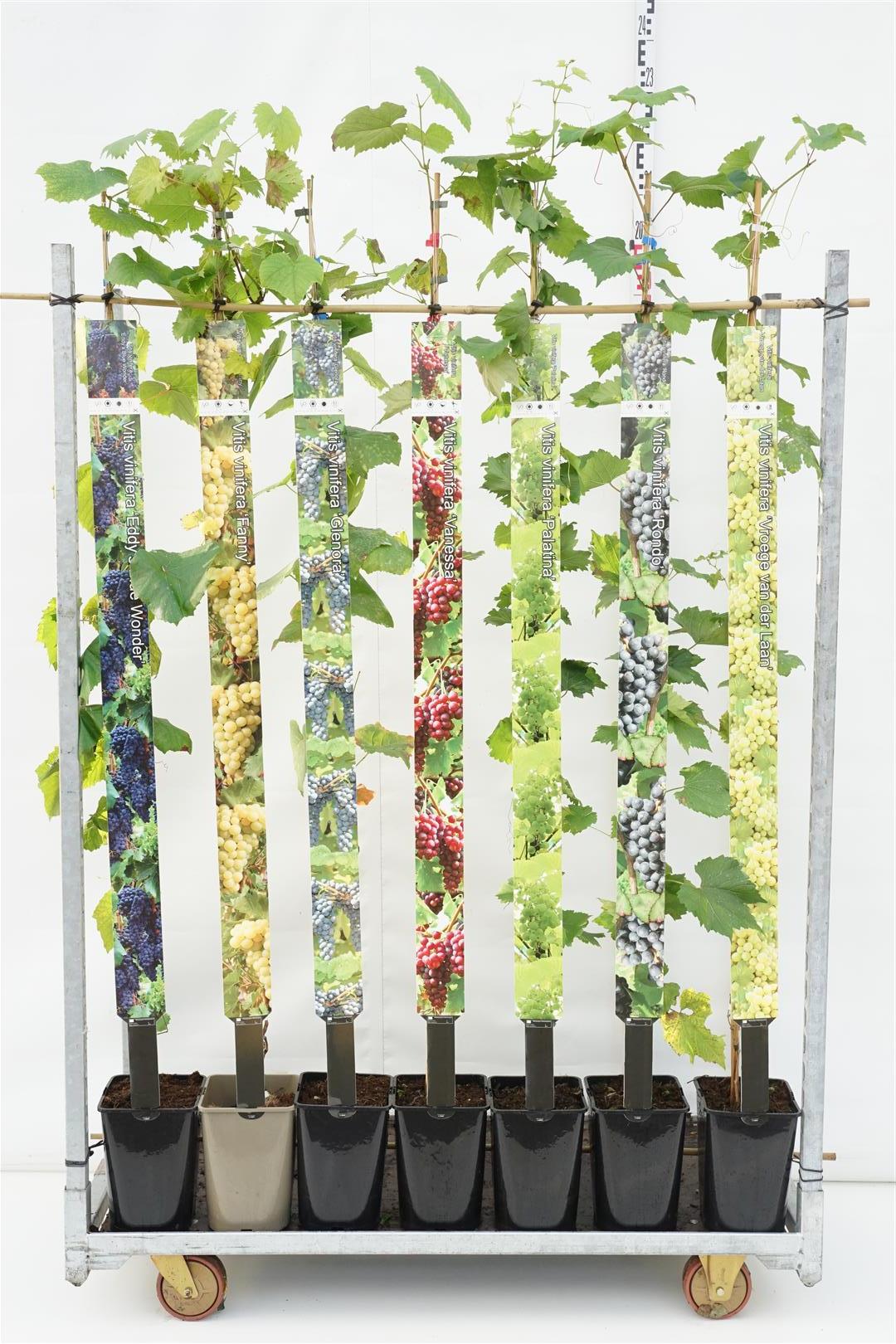 Vitis i sorter C5/P23 (5 liters kruka) 150-175 cm