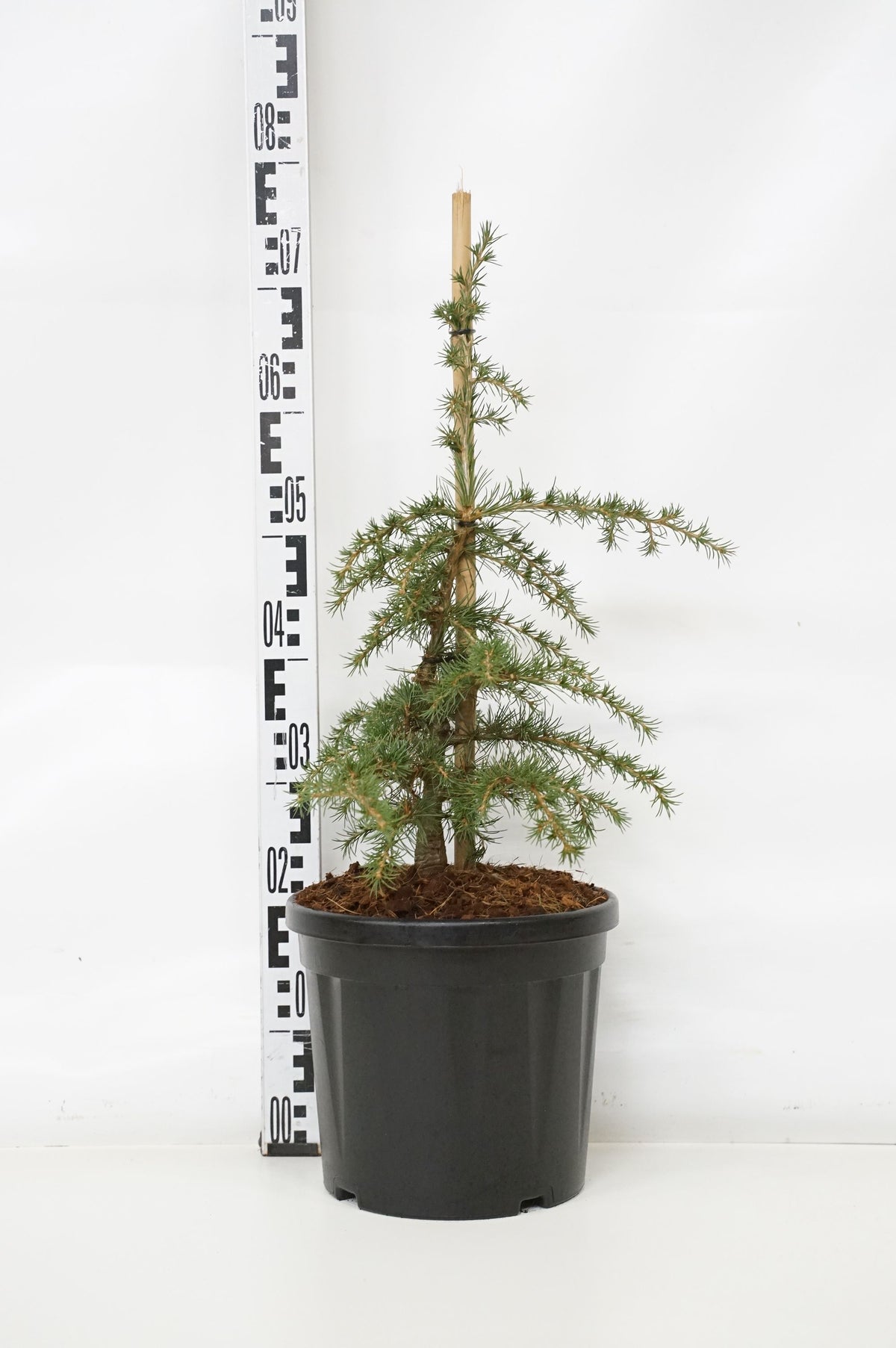 Cedrus libani &