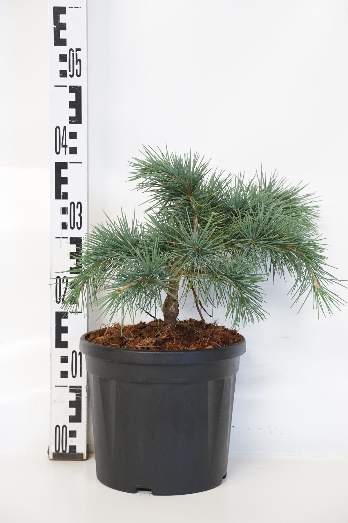 Cedrus lib. &