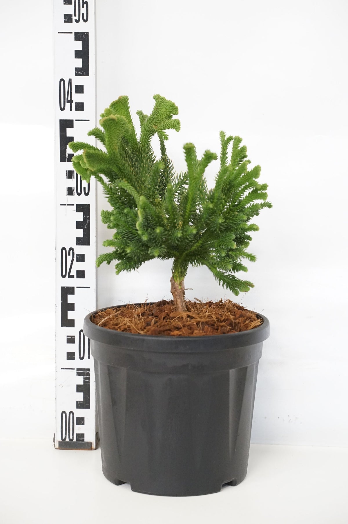 Cryptomeria japonica &
