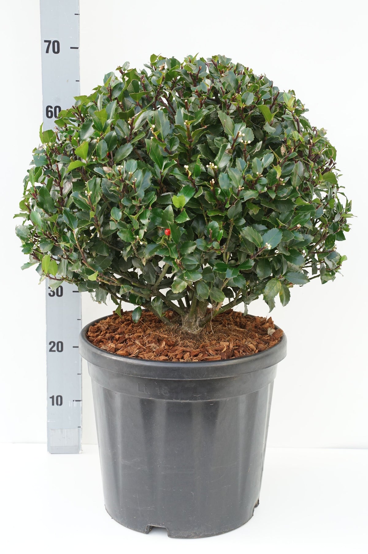 Ilex meserveae &