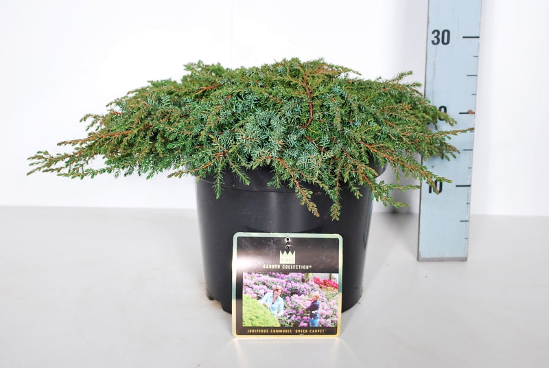 Juniperus communis &