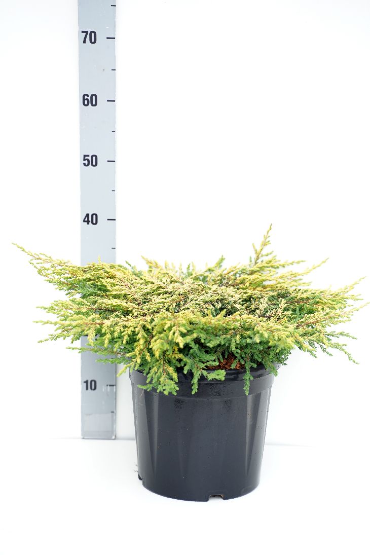 Juniperus communis &