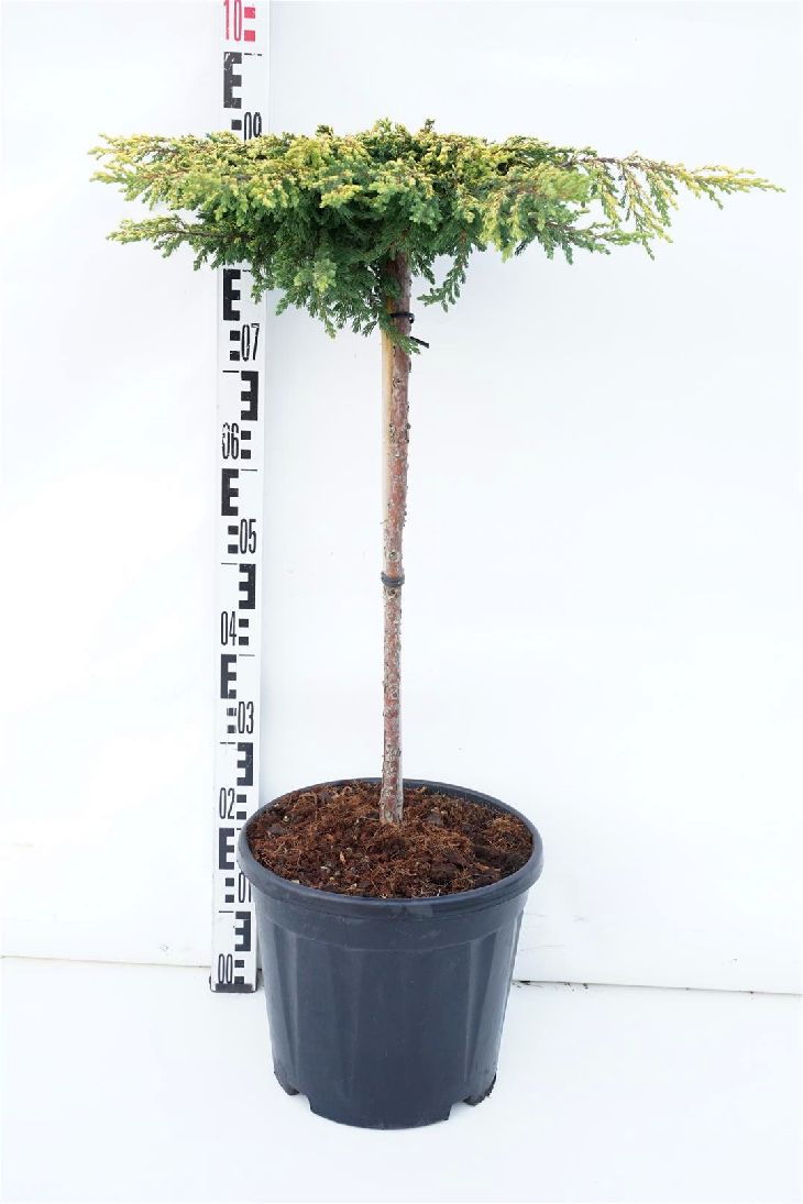 Juniperus communis &