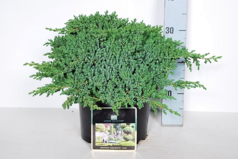 Juniperus proc. &