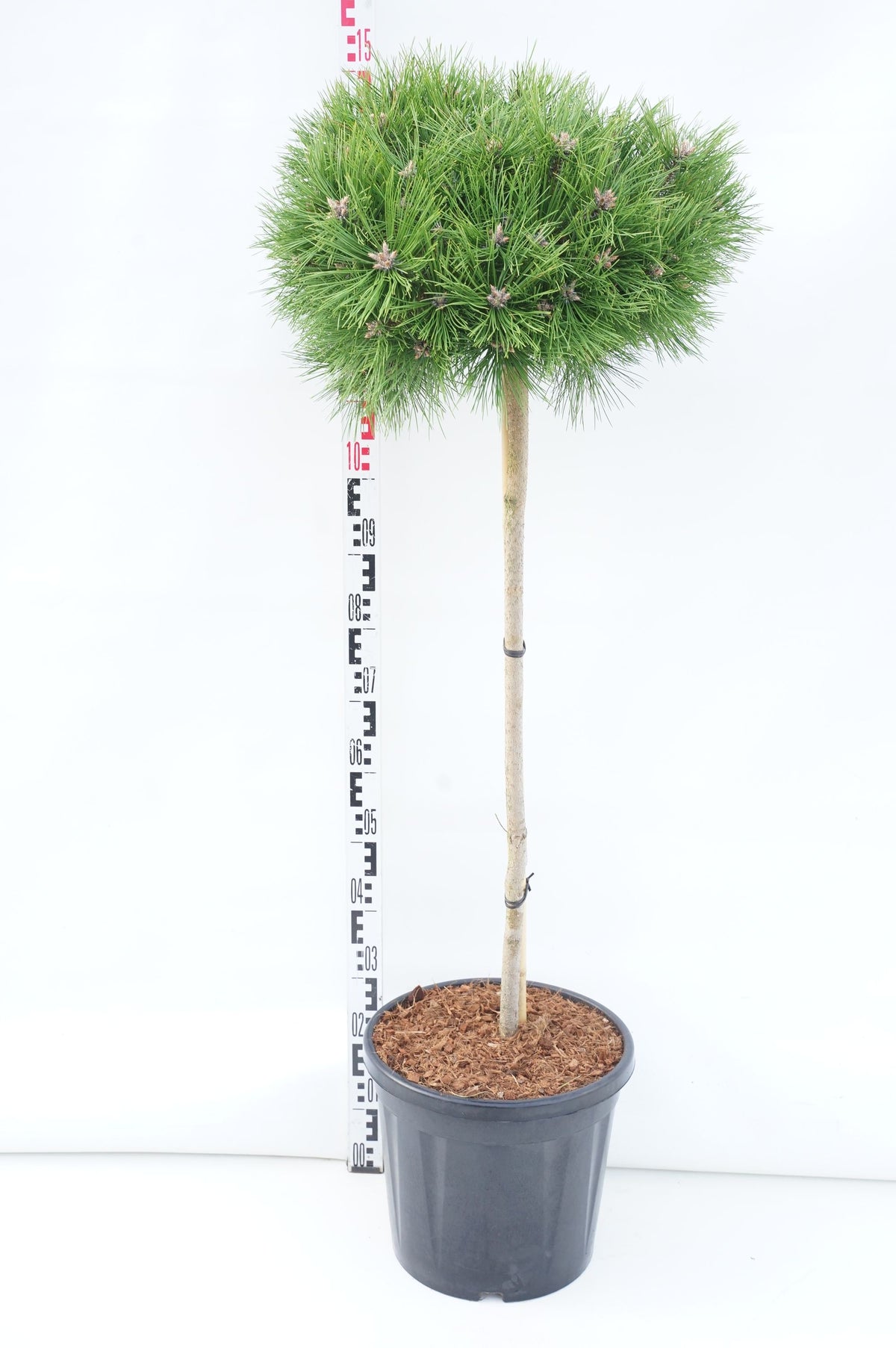 Pinus densiflora &