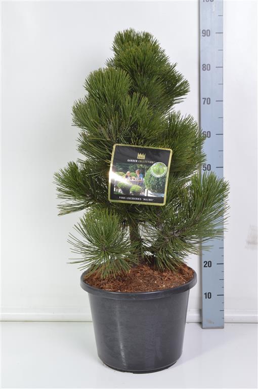 Pinus leuc. &