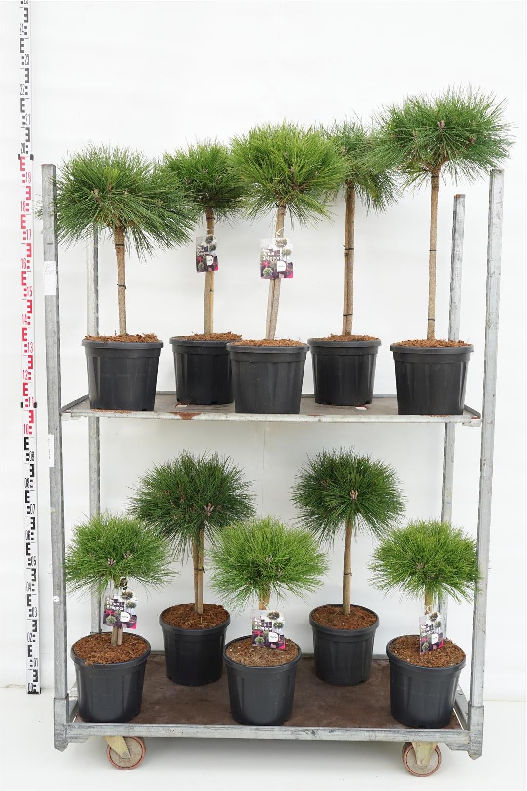 Pinus i sorter MIX CC