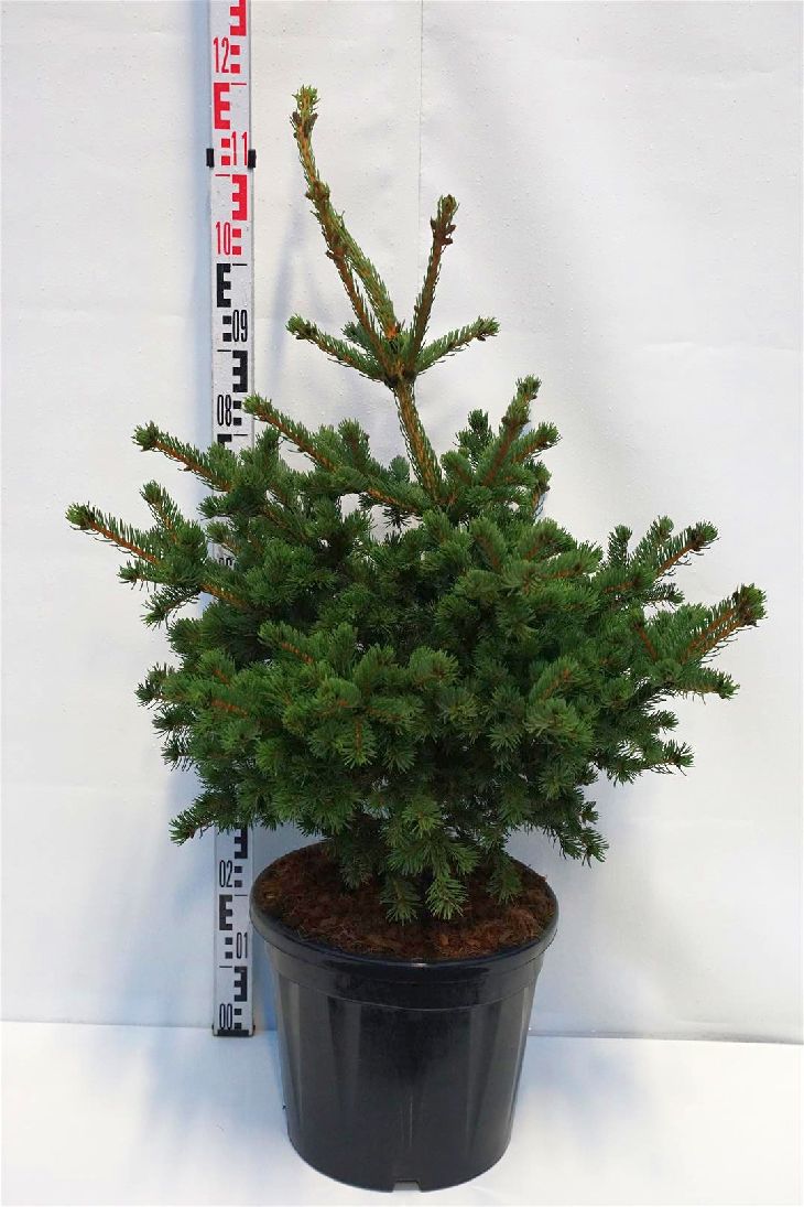 Picea pungens &