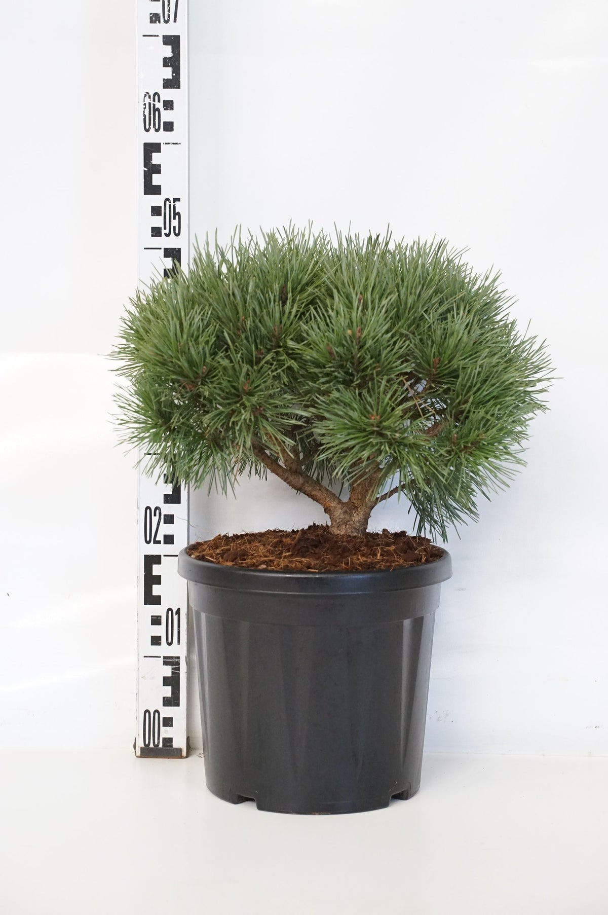 Pinus sylvestris &