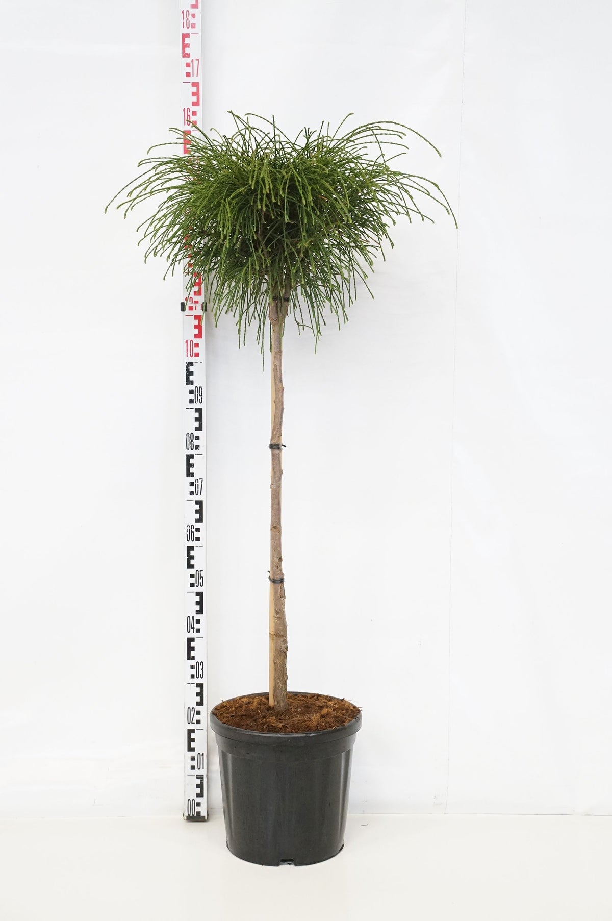 Thuja plicata &
