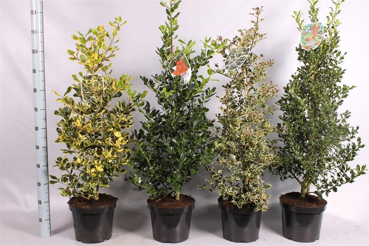 Järnek (Ilex) i sorter C7,5 (7,5 liters kruka) 60–80 cm