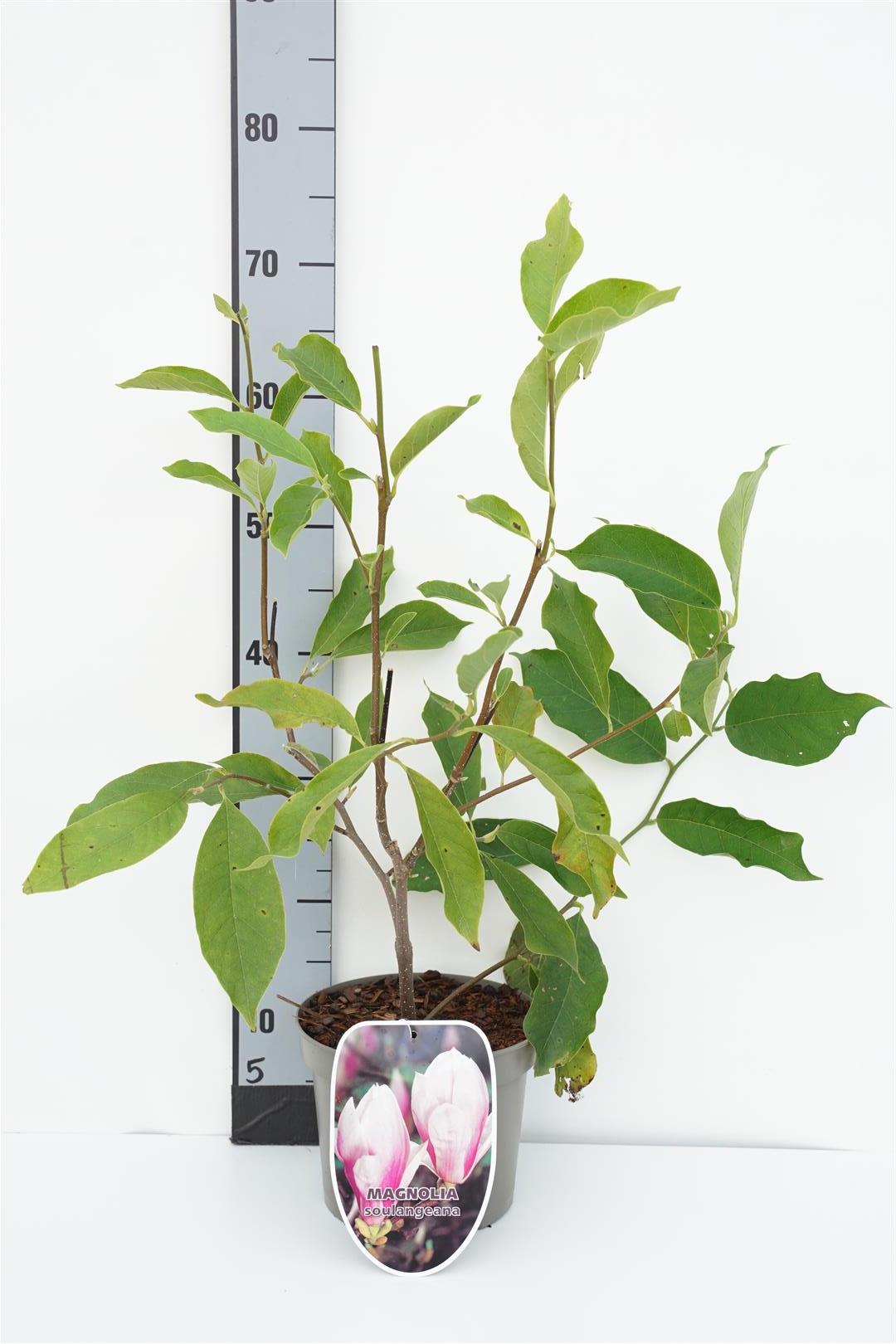 Magnolia soulangeana 120 cm stam C10 (10 liters kruka)