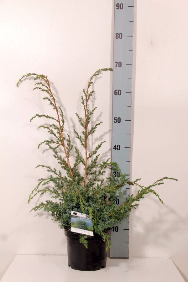 Juniperus chin. &