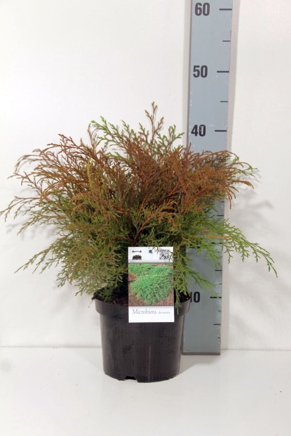 Microbiota decussata 20–25 cm, C2 (2 liters kruka)