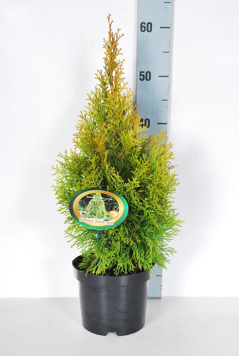 Thuja occidentalis &