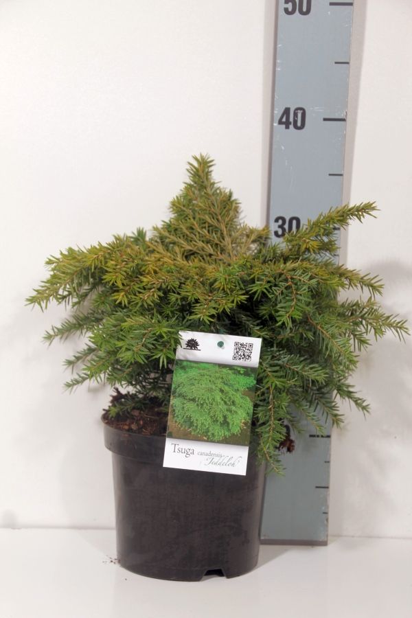 Tsuga canadensis &