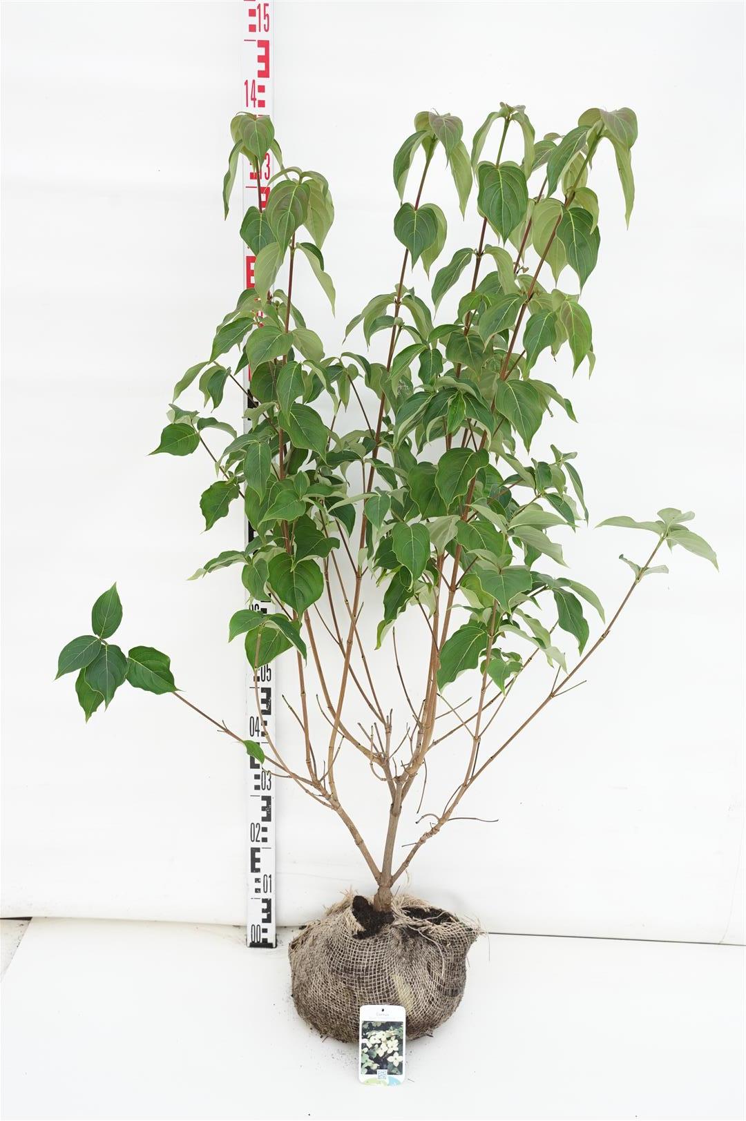 Cornus kousa &