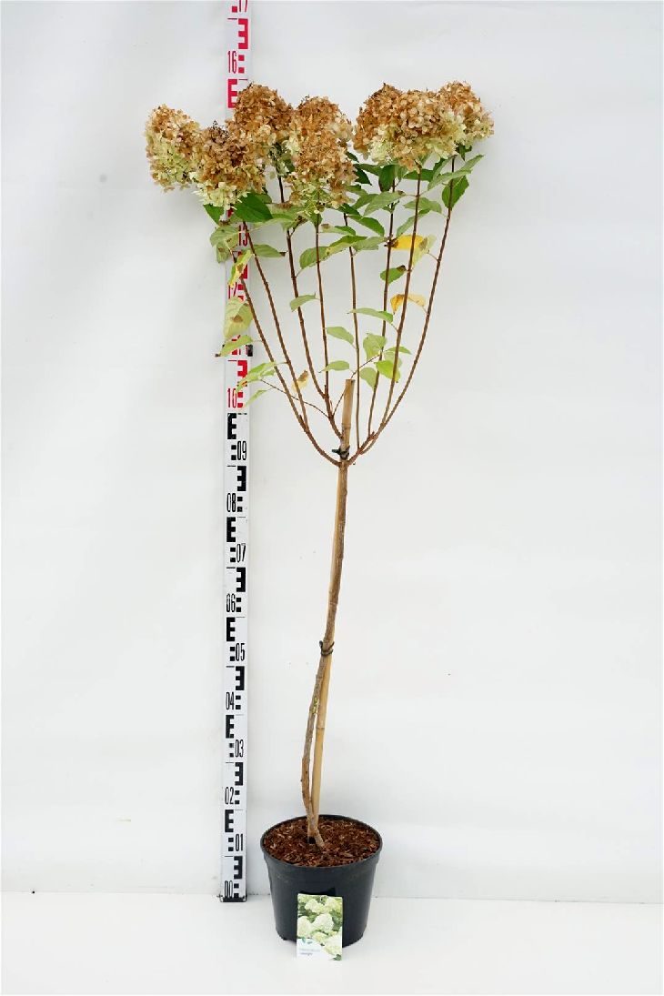 Hydrangea paniculata &