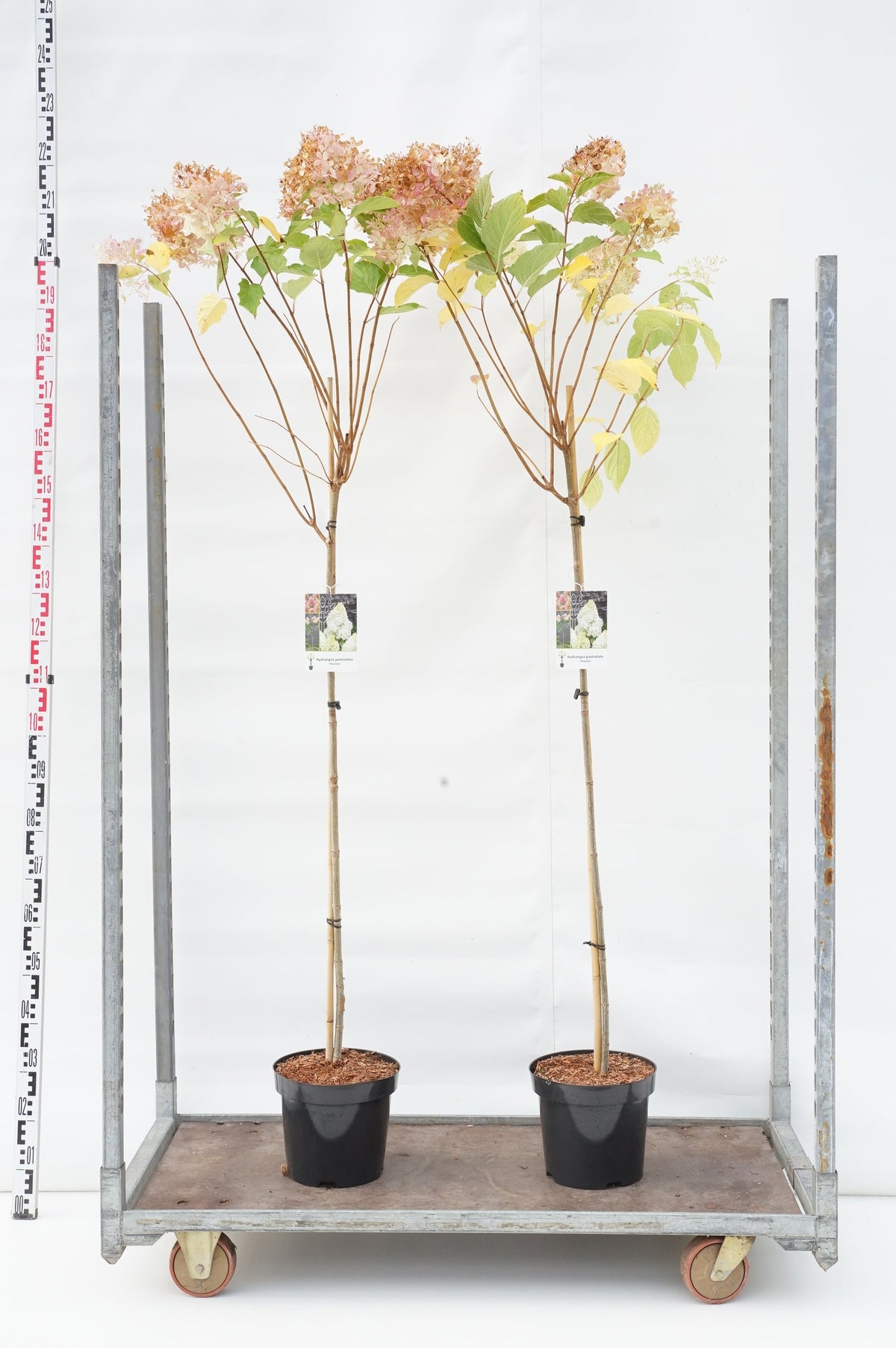 Hydrangea paniculata &