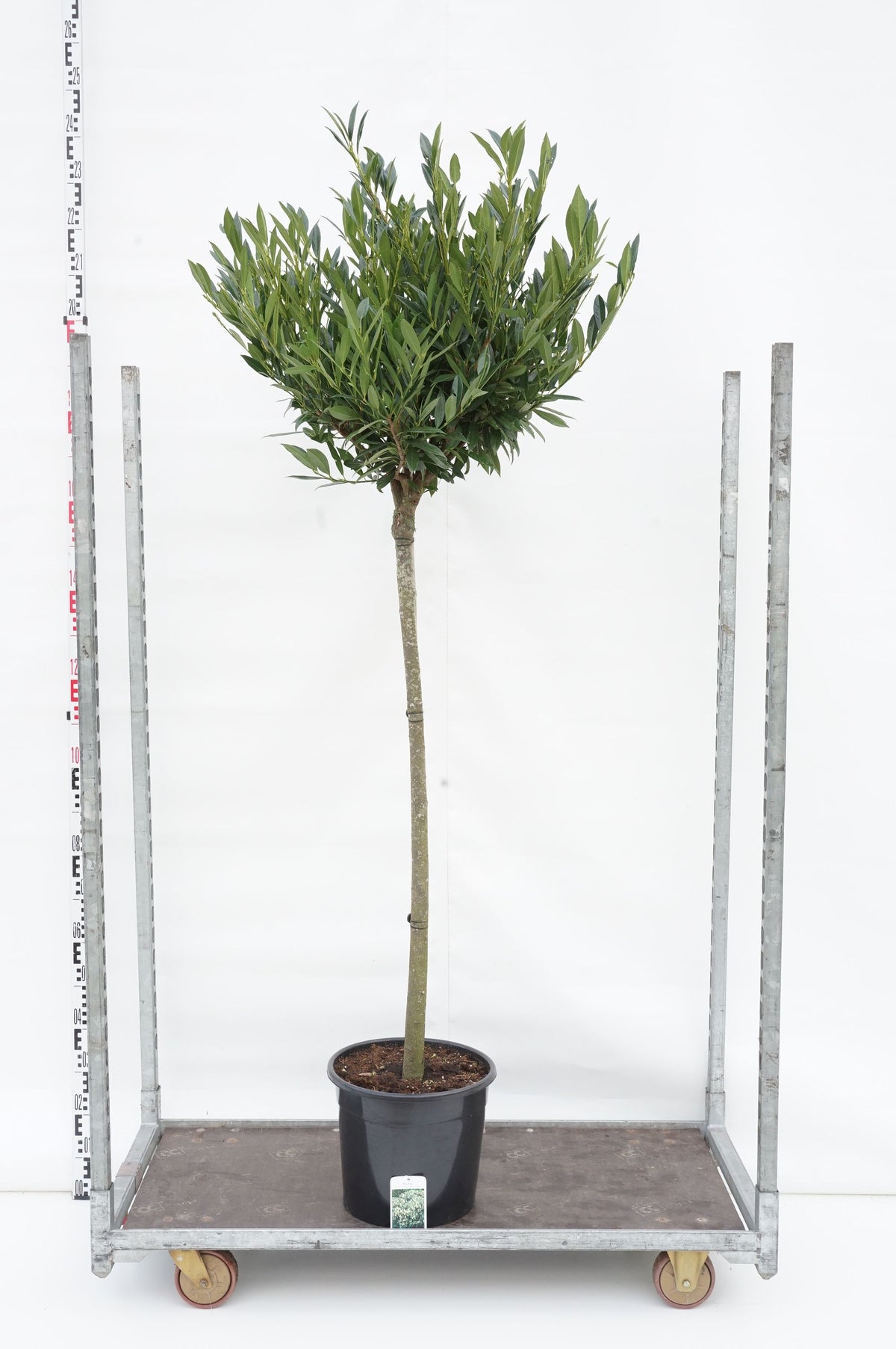 Prunus laurocerasus &