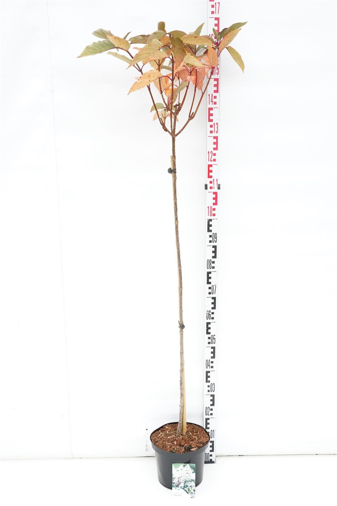 Prunus laurocerasus &